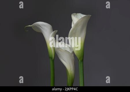 Die schöne Aufnahme von weißen Calla-Blumen isoliert auf dem grauen Hintergrund Stockfoto