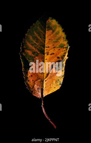 Ein Herbstblatt isoliert auf schwarzem Hintergrund Stockfoto