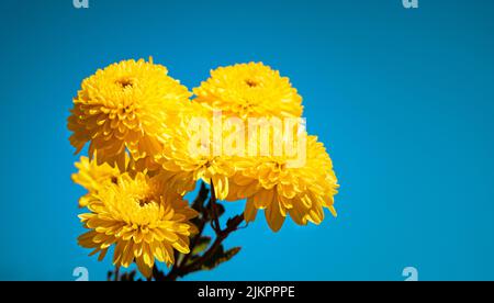 Die gelben Chrysanthemen auf einem Hintergrund von blauem Himmel Stockfoto