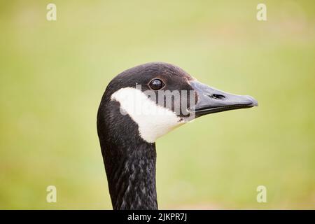 Eine Nahaufnahme der Kanadagans oder Kanadischen Gans, Branta canadensis. Stockfoto