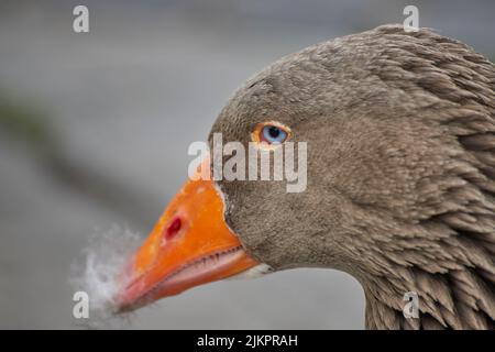Eine Nahaufnahme der Graugans, Anser anser. Stockfoto