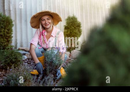 Eine junge Frau pflanzt einen Lavendelbusch in den Boden. Gartenkonzept - Floristen Pflanzen Blumen im Sommergarten. Stockfoto