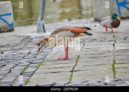 Eine Nahaufnahme des Ägypters Alopochen aegyptiaca mit einer männlichen Stockente im Hintergrund. Stockfoto