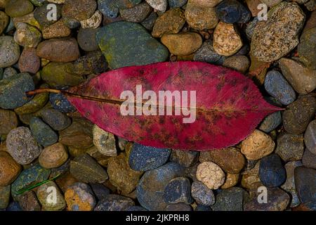 Ein Blick von oben auf ein rotes Herbstblatt auf Felsen und Kieselsteinen Stockfoto