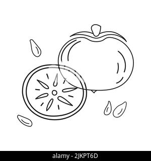 Skizzieren Vektor-Illustration von Kakimmons ganz und geschnitten mit Gruben. Stock Vektor