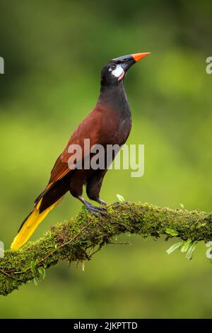 Montezuma Oropendola (Psarocolius montezuma) auf einem Moosarm, Costa Rica. Stockfoto