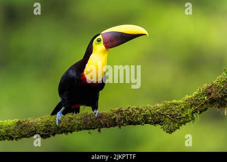 Schwarzmandiblierte Tukan (Ramphastos ambiguus), die auf einem Mooszweig in Costa Rica thront. Stockfoto