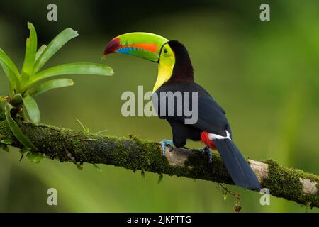 Kielschnabel-Toucan (Ramphastos sulfuratus) auf einem Zweig, Costa Rica, thront. Stockfoto