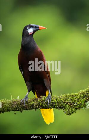 Montezuma Oropendola (Psarocolius montezuma) auf einem Moosarm, Costa Rica. Stockfoto