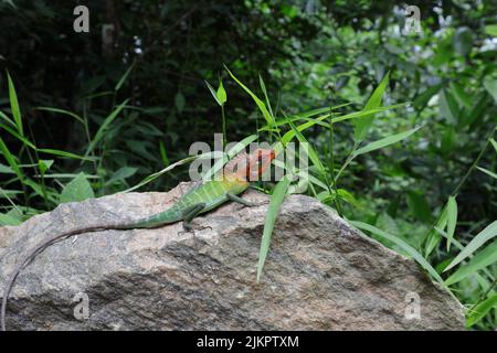 Seitenansicht eines leuchtend roten Köpfchens die grüne Waldeidechse (Calotes Calotes) sitzt auf einem Granitfelsen in der Nähe von wenigen Gräsern und starrt an Stockfoto