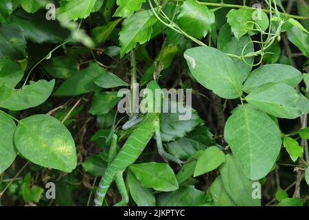 Die Ansicht einer männlichen grünen Waldeidechse (Calotes Calotes), die auf einem Pflanzenkopf läuft, zeigt die dorsale Textur der Eidechse Stockfoto