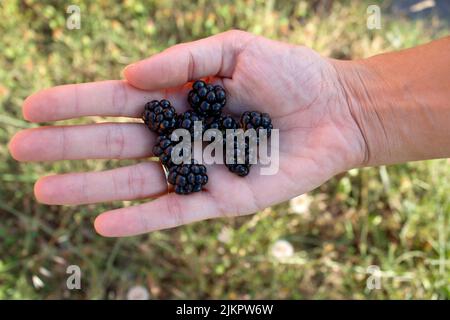 BlackBerry, eine Pflanze aus der Familie der Rosaceae Stockfoto