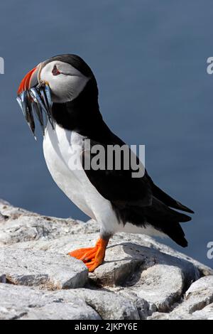 PUFFIN (Fratercula Arctica) mit Fisch, Großbritannien. Stockfoto