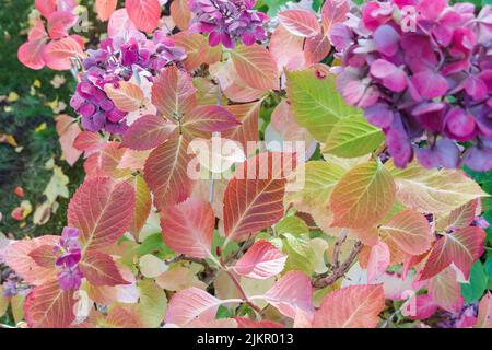 Japanische panikierte Hortensien rosa Blüten im Herbstpark. Fallen rote und gelbe Blätter im Hintergrund. Nahaufnahme, selektiver Fokus Stockfoto