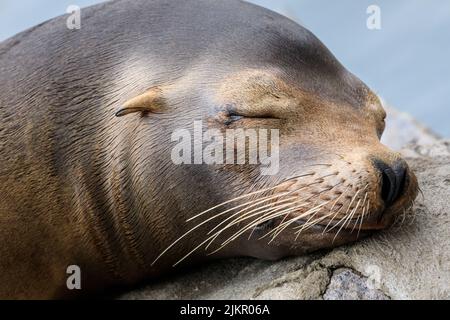 Kalifornischer Seelöwe (Zalophus Californianus), schlafend auf Felsen am Wasser, Nahaufnahme des Gesichts Stockfoto