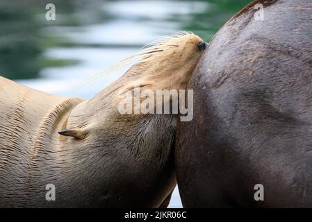 Kalifornischer Seelöwe (Zalophus Californianus), der auf der Rückseite eines anderen Siegels ruht, Nahaufnahme des Gesichts Stockfoto