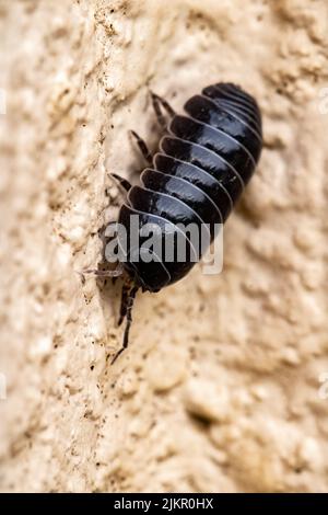 Nahaufnahme des Makrobildes eines Holzhauses. Ein Waldhaus ist ein isopod-Krustentier aus der polyphyletischen Unterordnung Oniscidea innerhalb der Ordnung Isopoda. Stockfoto