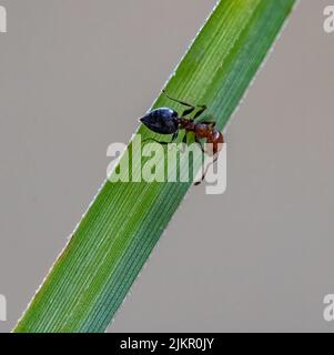 Nahaufnahme (Makro-)Bild einer schwarzen und roten Akrobaten-Ameise, mediterrane Myrmicine-Ameise (Crematogaster scutellaris) auf einem Grashalm, mit Kopierraum Stockfoto