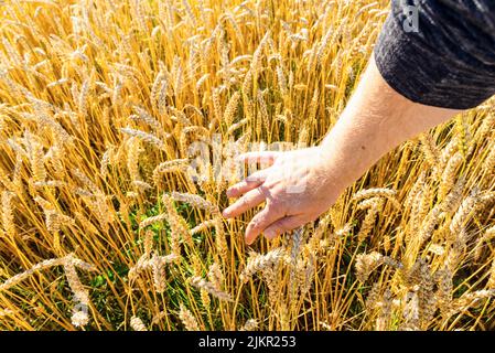 Ein Weizenfeld, das von der Bauernhand der Stacheln im Morgenlicht berührt wird. Weizen sprießt in Der Hand Eines Farmers.Farmer, der durch das Feld geht und Whe überprüft Stockfoto