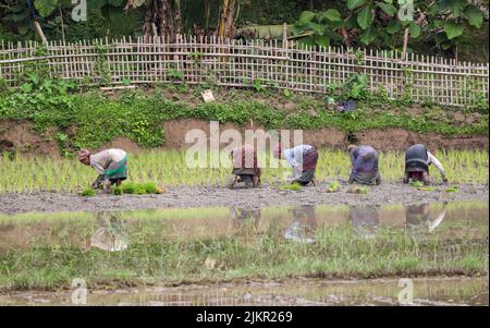 Arbeiterinnen, die auf den Reisfeldern in Chittagong, Bangladesch, arbeiten. Stockfoto