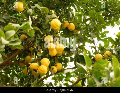 Gelbe Zitrusfrüchte und grüne Blätter am Zitronenbaum-Ast im sonnigen Garten. Nahaufnahme von Zitronen, die an einem Baum in einem Zitronenhain hängen. Stockfoto