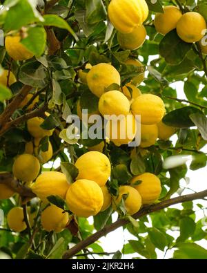 Gelbe Zitrusfrüchte und grüne Blätter am Zitronenbaum-Ast im sonnigen Garten. Nahaufnahme von Zitronen, die an einem Baum in einem Zitronenhain hängen. Stockfoto