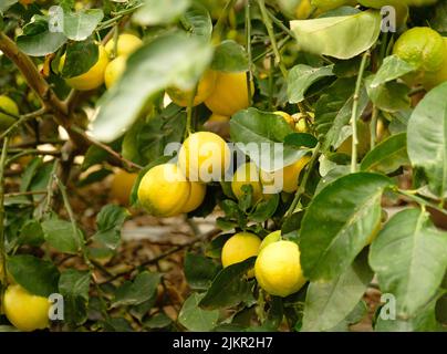 Gelbe Zitrusfrüchte und grüne Blätter am Zitronenbaum-Ast im sonnigen Garten. Nahaufnahme von Zitronen, die an einem Baum in einem Zitronenhain hängen. Stockfoto