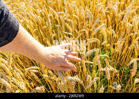 Ein Weizenfeld, das von der Bauernhand der Stacheln im Morgenlicht berührt wird. Weizen sprießt in Der Hand Eines Farmers.Farmer, der durch das Feld geht und Whe überprüft Stockfoto