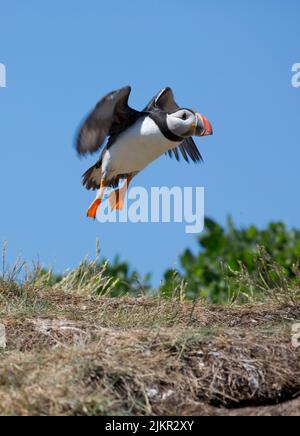 Die Single Puffin Fraterkula Arctica zieht gegen den blauen Himmel auf den Farne Islands Northumberland UK Stockfoto