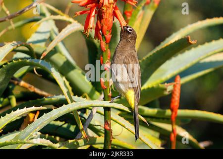 Kapbulus ernähren sich von dem Nektar von Aloe-Blumen in Kapstadt. Stockfoto