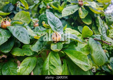 Essbare Früchte der Mispel (Mespilus germanica) im Sommer, wächst auf dem Baum und reift in Exmouth, Dorset, Südwestengland Stockfoto