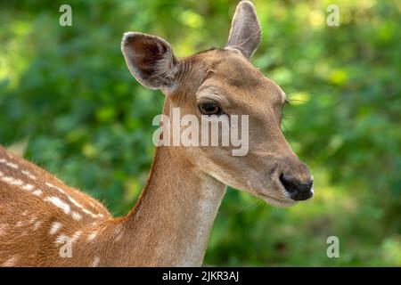 Damhirsch mit gepunkteten Sommerhaaren Stockfoto