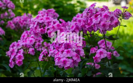 Lachsrosa Farbe mit einem leuchtend roten und Himbeerauge Stockfoto