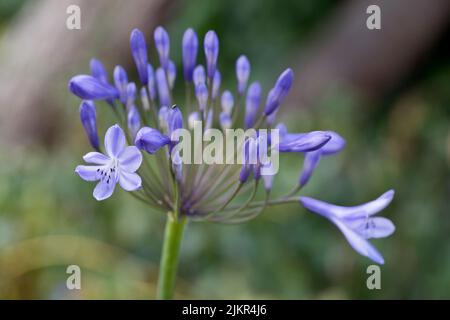 Blaue Blütenknospen von Agapanthus Melbourne Anfang Juli in einem Garten in England, Großbritannien Stockfoto