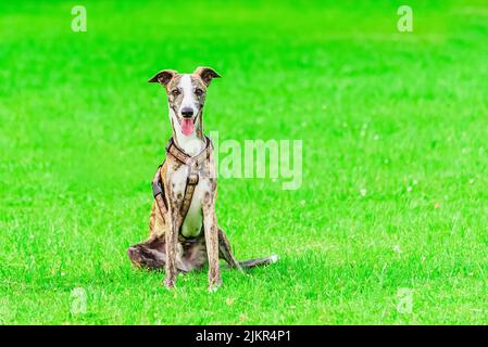 Porträt eines Hundes der Rasse englischer Windhund im Sommer grün verschwommen Park Hintergrund. Stockfoto