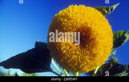 Sonnenblumenkerner Stockfoto