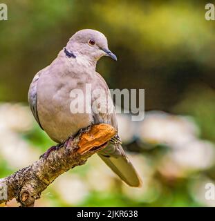 Taube mit eurasischen Halsbeinen im Cotswolds Garden Stockfoto