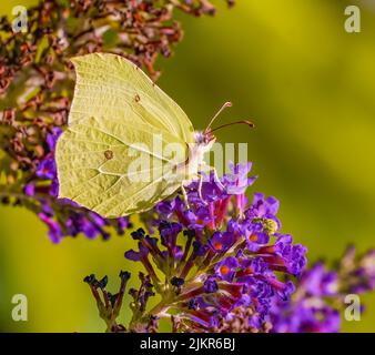 Schmetterling mit Schwefel, der sich auf Buddleia ernährt Stockfoto