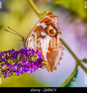 Der purpurne Kaiser ernährt sich von der Garten-Buddleia Stockfoto