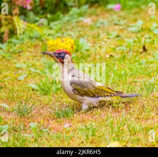 Grüner Specht im Cotswolds Garden Stockfoto