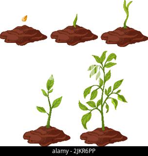 Pflanze gtowth Cartoon Vektor Illustration Stock Vektor
