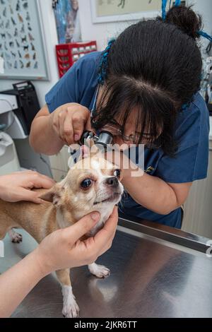 Tierarzt untersucht chihuahua Hund. Tierarzt untersucht chihuahua Hund mit Ultraschall. Stockfoto