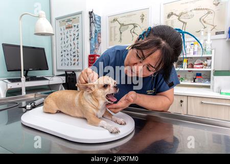 Tierarzt untersucht chihuahua Hund. Tierarzt untersucht chihuahua Hund mit Ultraschall. Stockfoto