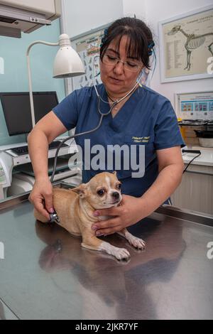 Tierarzt untersucht chihuahua Hund. Tierarzt untersucht chihuahua Hund mit Ultraschall. Stockfoto