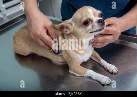 Tierarzt untersucht chihuahua Hund. Tierarzt untersucht chihuahua Hund mit Ultraschall. Stockfoto