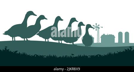 Enten grasen auf der Weide. Bildsilhouette. Haustiere auf dem Bauernhof. Hausgeflügel. Ländliche Landschaft mit Bauernhaus. Isoliert auf weißem Hintergrund. Vektor Stock Vektor