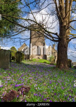 Krokusse in Blüte auf dem Gelände der Church of All Saints in Dulverton im Exmoor National Park im Spätswinter, Somerset, England. Stockfoto