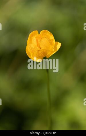 Nahaufnahme der Globeflower Trollius Orange Globe Stockfoto