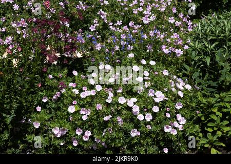 Mehrjährige Geranie, Glocke von Canterbury, osteospermum, die im Sommer in einem englischen Garten wächst Stockfoto