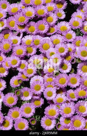 Strand Aster niedrig wachsenden Stockfoto